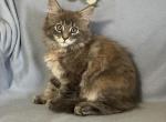 Clara - Maine Coon Cat For Sale - Stevens&comma; PA&comma; US