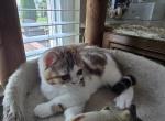 Charlie - Scottish Straight Kitten For Sale - Holland&comma; PA&comma; US