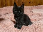 Pumba - Maine Coon Kitten For Sale - Andrews&comma; NC&comma; US