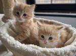 Eevee - Siberian Cat For Sale - New York&comma; NY&comma; US