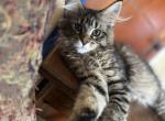 Jordan of Donnelly - Maine Coon Cat For Sale - Port Clinton&comma; OH&comma; US