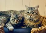 Mom&son - Siberian Cat For Sale - Somerset&comma; NJ&comma; US