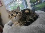 Rocky - Scottish Straight Cat For Sale - Naperville&comma; IL&comma; US