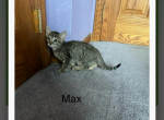 Bengal russian blue mix - Bengal Kitten For Sale - Canal Winchester&comma; OH&comma; US