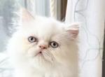 Cream point - Himalayan Cat For Sale - Rochester&comma; NY&comma; US