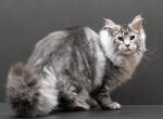 Talisman - Maine Coon Cat For Sale - Los Angeles&comma; CA&comma; US