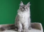 Ladoga - Maine Coon Cat For Sale - Los Angeles&comma; CA&comma; US