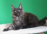 Paradox - Maine Coon Cat For Sale - Los Angeles&comma; CA&comma; US