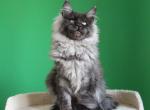 Bagration - Maine Coon Cat For Sale - Los Angeles&comma; CA&comma; US