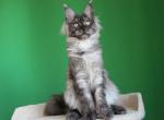 Puma - Maine Coon Cat For Sale - 