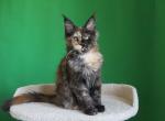 Shanya - Maine Coon Cat For Sale - 