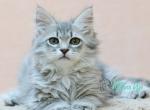 Nikola - Siberian Cat For Sale - Pembroke Pines&comma; FL&comma; US