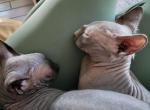 Jade - Sphynx Cat For Sale - Rockford&comma; IL&comma; US