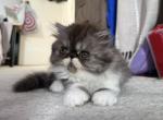 Builder - Persian Cat For Sale - Pleasant Hill&comma; CA&comma; US