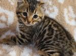 Missy - Highlander Cat For Sale - Bridgeton&comma; NJ&comma; US