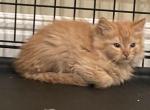 Aster - American Longhair Cat For Sale - Stockton&comma; CA&comma; US