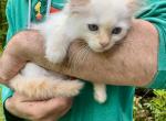 Flamepoint Male Ragdoll - Ragdoll Cat For Sale - Marlborough&comma; MA&comma; US