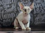 Bounty - Devon Rex Cat For Sale - Norwalk&comma; CT&comma; US