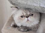 Georgia - Himalayan Cat For Sale - Satellite Beach&comma; FL&comma; US