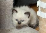READY HEALTHY Choco Fully Pointed Female Ragdoll - Ragdoll Cat For Sale - Central Nyack&comma; NY&comma; US
