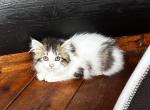 Winnie - Siberian Cat For Sale - Duncansville&comma; PA&comma; US