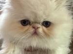Rare Female Flame Point Persian 1 of 2 - Persian Cat For Sale - River Falls&comma; WI&comma; US