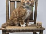 Forest - Maine Coon Cat For Sale - Elk Grove&comma; CA&comma; US