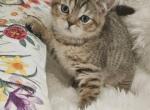 Jack - British Shorthair Cat For Sale - Grand Rapids&comma; MI&comma; US