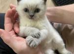 Theo - British Shorthair Cat For Sale - Lima&comma; OH&comma; US