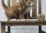 Fin - Maine Coon Cat For Sale - Elk Grove&comma; CA&comma; US