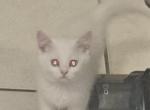 Scottish Folds and Scottish straight - Scottish Fold Cat For Sale - Miami&comma; FL&comma; US