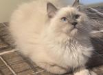 Kaleb - Ragdoll Cat For Sale - Shippensburg&comma; PA&comma; US