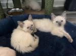 Foxy Fox - Balinese Cat For Sale - Phila&comma; PA&comma; US