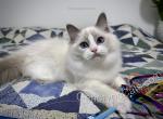 Bane - Ragdoll Cat For Sale - Tuscaloosa&comma; AL&comma; US