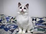 Antioch - Ragdoll Cat For Sale - Tuscaloosa&comma; AL&comma; US