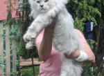 Marsel - Maine Coon Cat For Sale - Los Angeles&comma; CA&comma; US