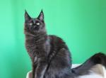 Baloo - Maine Coon Cat For Sale - Los Angeles&comma; CA&comma; US
