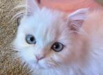 Pearl - Persian Cat For Sale - Spring&comma; TX&comma; US