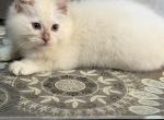 Fawn female - Ragdoll Cat For Sale - Butler&comma; PA&comma; US