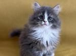 Mihas - Siberian Cat For Sale - Pembroke Pines&comma; FL&comma; US