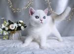 Vanessa - British Shorthair Cat For Sale - Pembroke Pines&comma; FL&comma; US