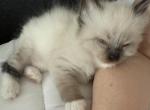 PLEASE READ BELOW Female Ragdoll Ready To Go Home - Ragdoll Cat For Sale - Central Nyack&comma; NY&comma; US