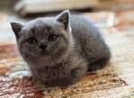 Luna - British Shorthair Cat For Sale - Philadelphia&comma; PA&comma; US