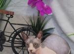 Nike - Sphynx Cat For Sale - Mundelein&comma; IL&comma; US