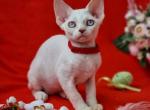 Raffaella - Devon Rex Cat For Sale - Norwalk&comma; CT&comma; US