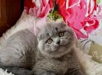 Quinnly - Scottish Fold Cat For Sale - Hollywood&comma; FL&comma; US
