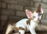 Salma - Devon Rex Cat For Sale - Norwalk&comma; CT&comma; US