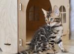 Indira - Bengal Cat For Sale - Hollywood&comma; FL&comma; US