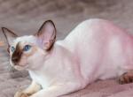 Eva - Siamese Cat For Sale - Pembroke Pines&comma; FL&comma; US