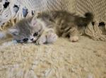 Gray Goose - Persian Cat For Sale - Warminster&comma; PA&comma; US